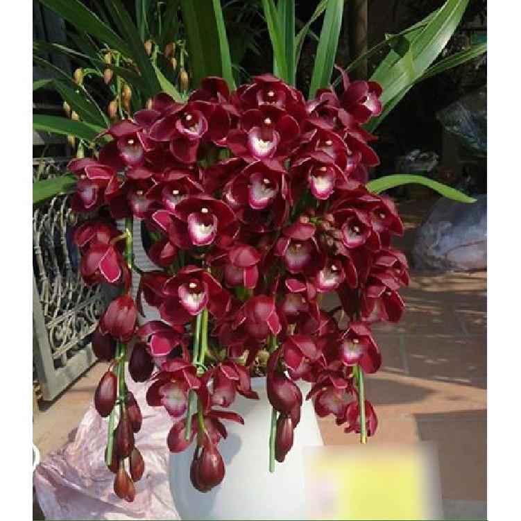 Củ giống hoa địa lan santo tím 1 củ
