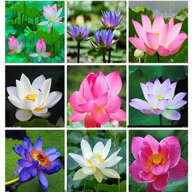 Hạt giống Sen Nhật mini