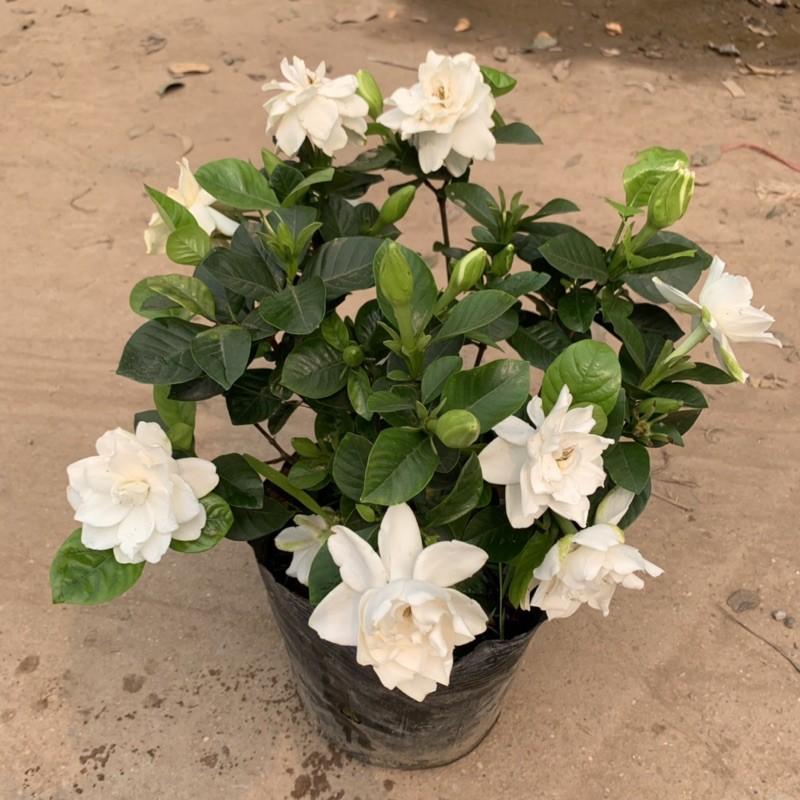 Cây hoa dành dành, bạch thiên hương cao 35cm, hoa nở to, toả hương thơm ngào ngạt, cây hoa cảnh trang trí sân vườn
