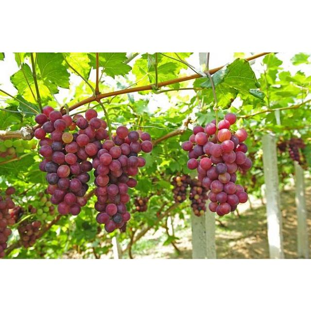 Hạt Giống Nho F1 Siêu Ngọt Dễ Trồng Dễ Chăm Sóc