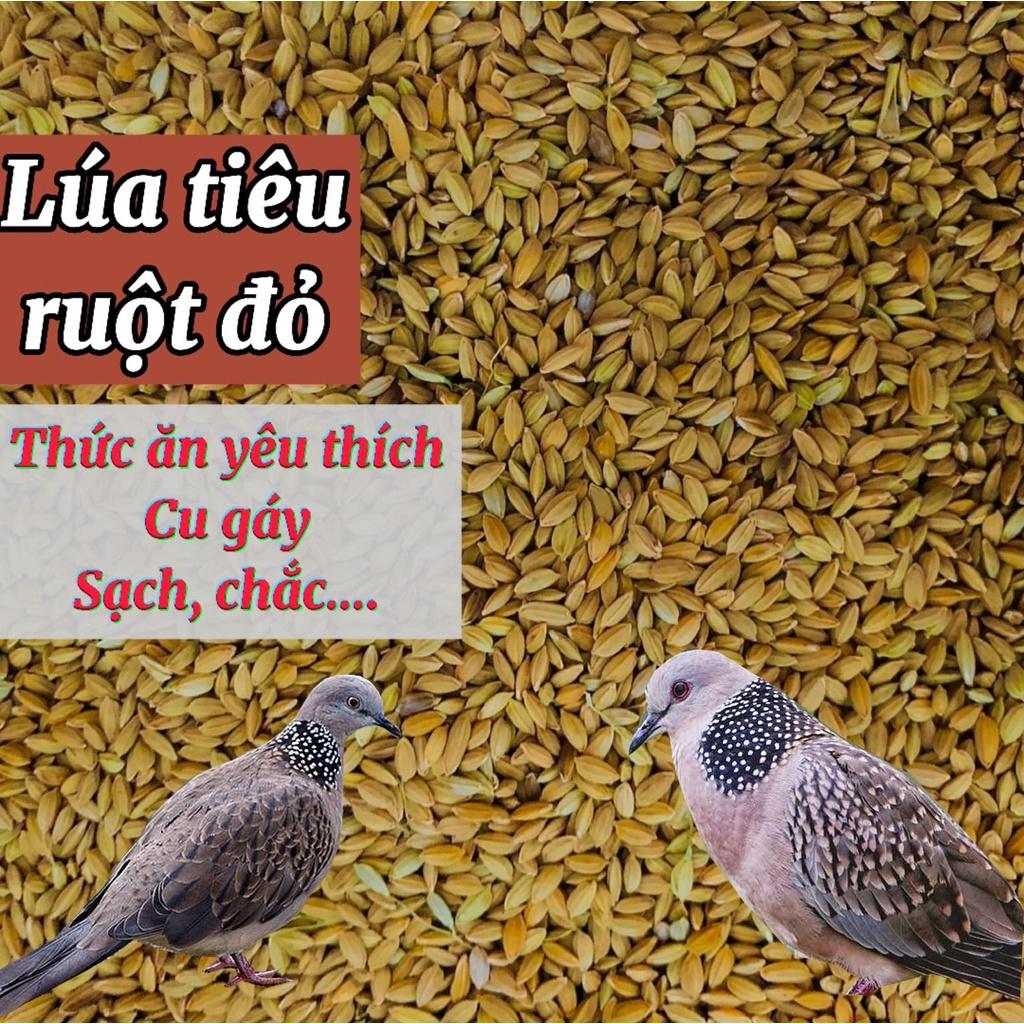 Lúa tiêu ruột đỏ, thức ăn yêu thích chim cu gáy 1kg