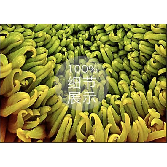 Tranh dán tường Tranh hoa hướng dương tối giản hiện đại, tranh dán tường 3d hiện đại  MS776145