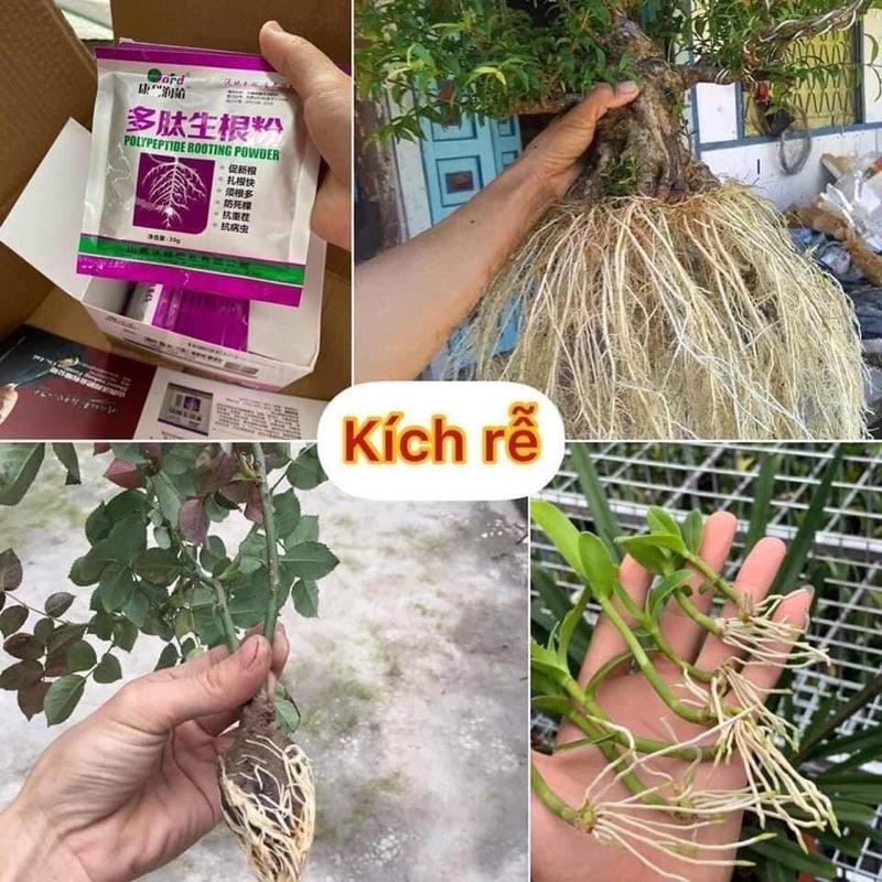 Siêu Kích Rễ