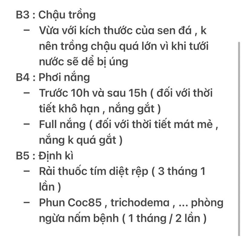 Sen Đá Thược Dược - size Bầu