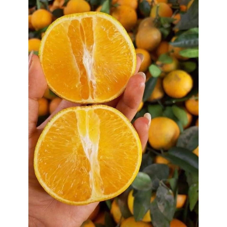 CÂY GIỐNG CAM Valencia- V2 SIÊU NGON SIÊU QUẢ- CAM KÊT GIỐNG CHUẨN F1 + Tặng 01 cây dâu da đất