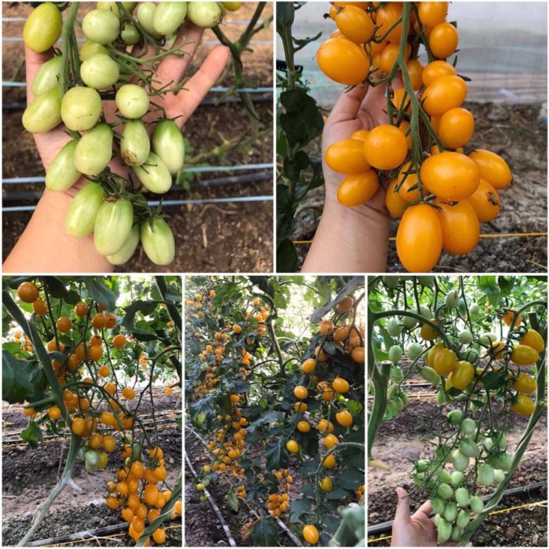 Hạt giống cà chua hoa quả Chery F1