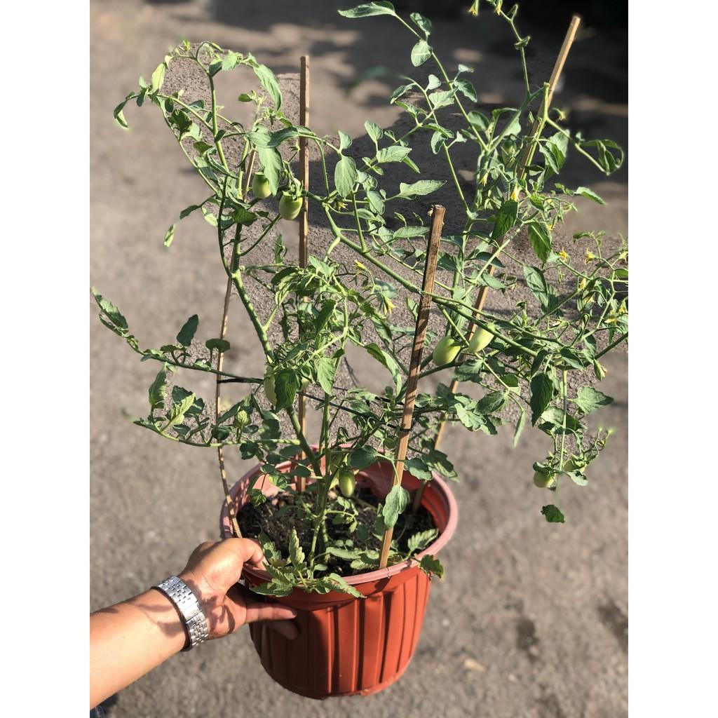 Chậu cây cà chua bi