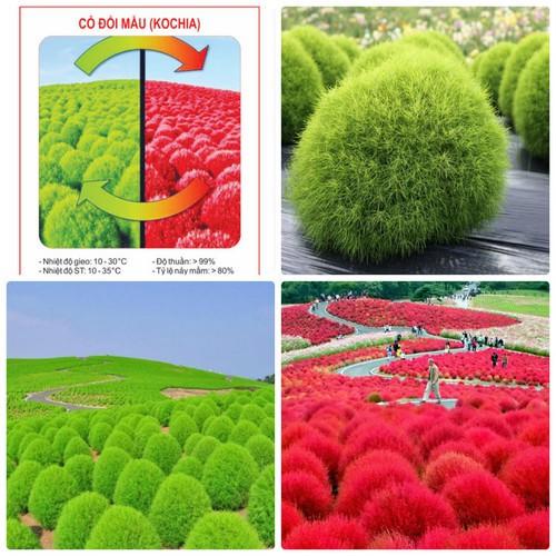 Hạt Giống Cỏ Đổi Màu F1 Loại Siêu Dễ Trồng, Hoa Nở Đẹp Tặng kèm Hướng Dẫn Trồng