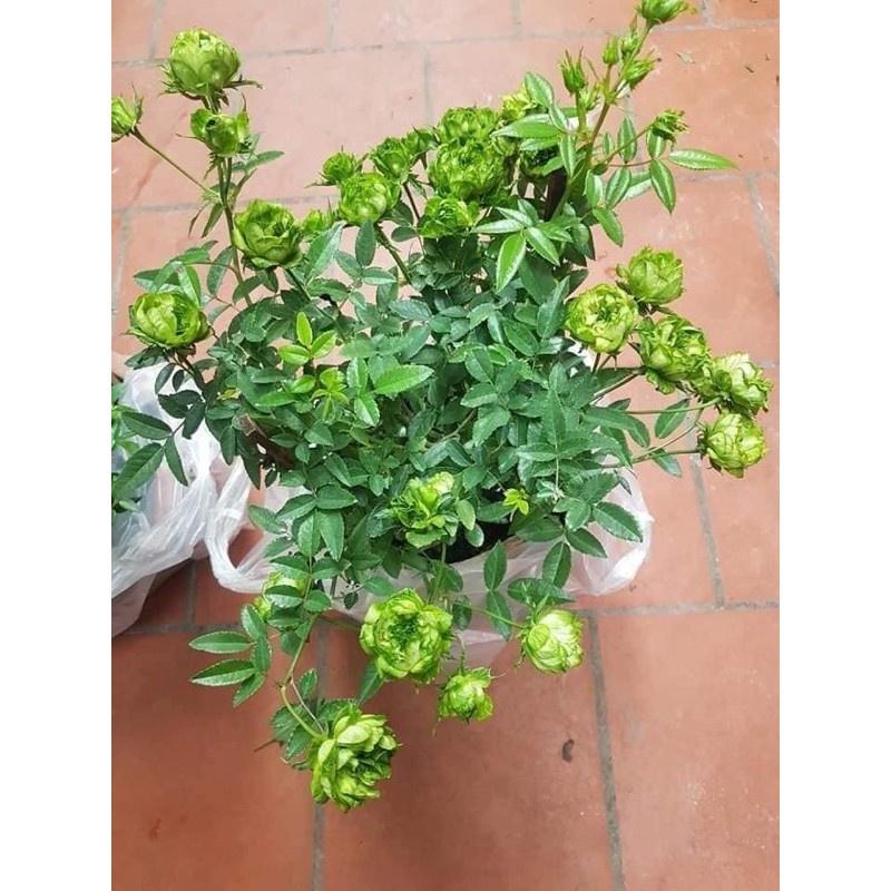 Chậu hoa hồng xanh chậu to đang nụ hoa- bầu cây to trưởng thành