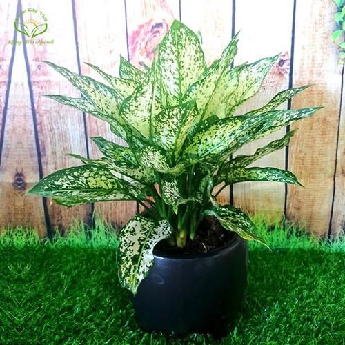 CHẬU CÂY NGỌC NGÂN -
