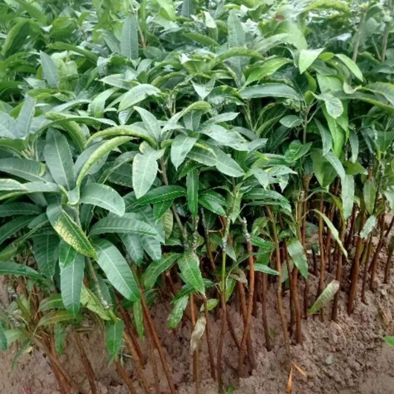 Cây giống xoài đỏ Nhật Bản ghép trồng chậu