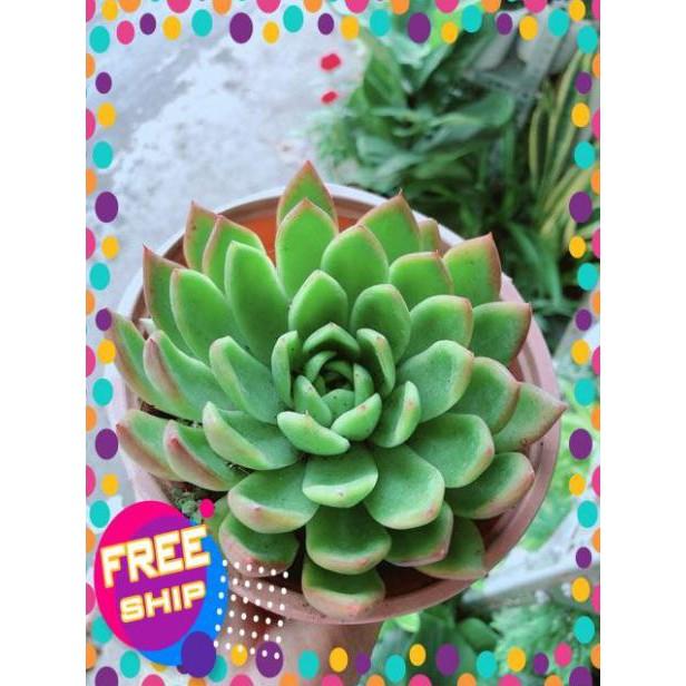 Sen Đá Size Đại