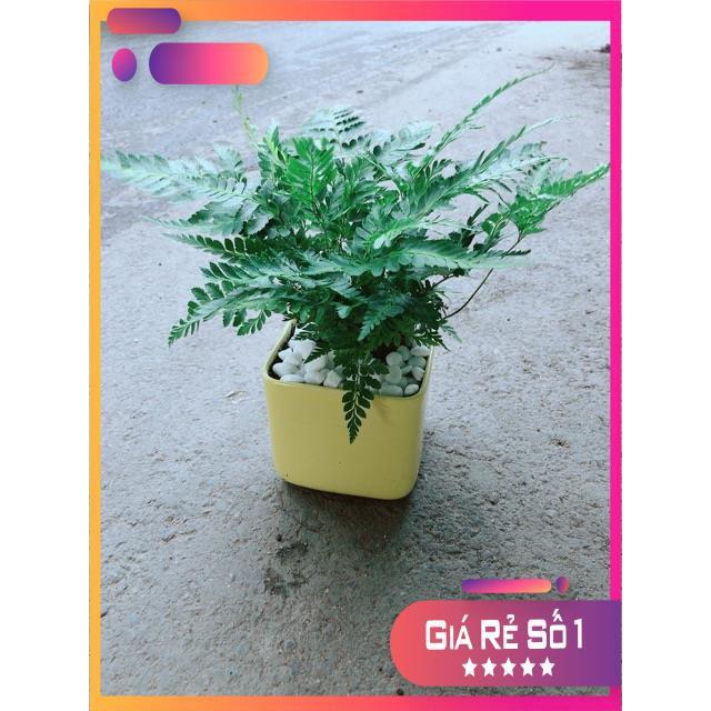 Chậu Cây Dương Sỉ Kiểng