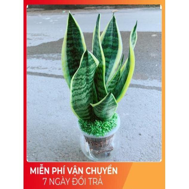 Chậu Lưỡi Hổ Thuỷ Sinh