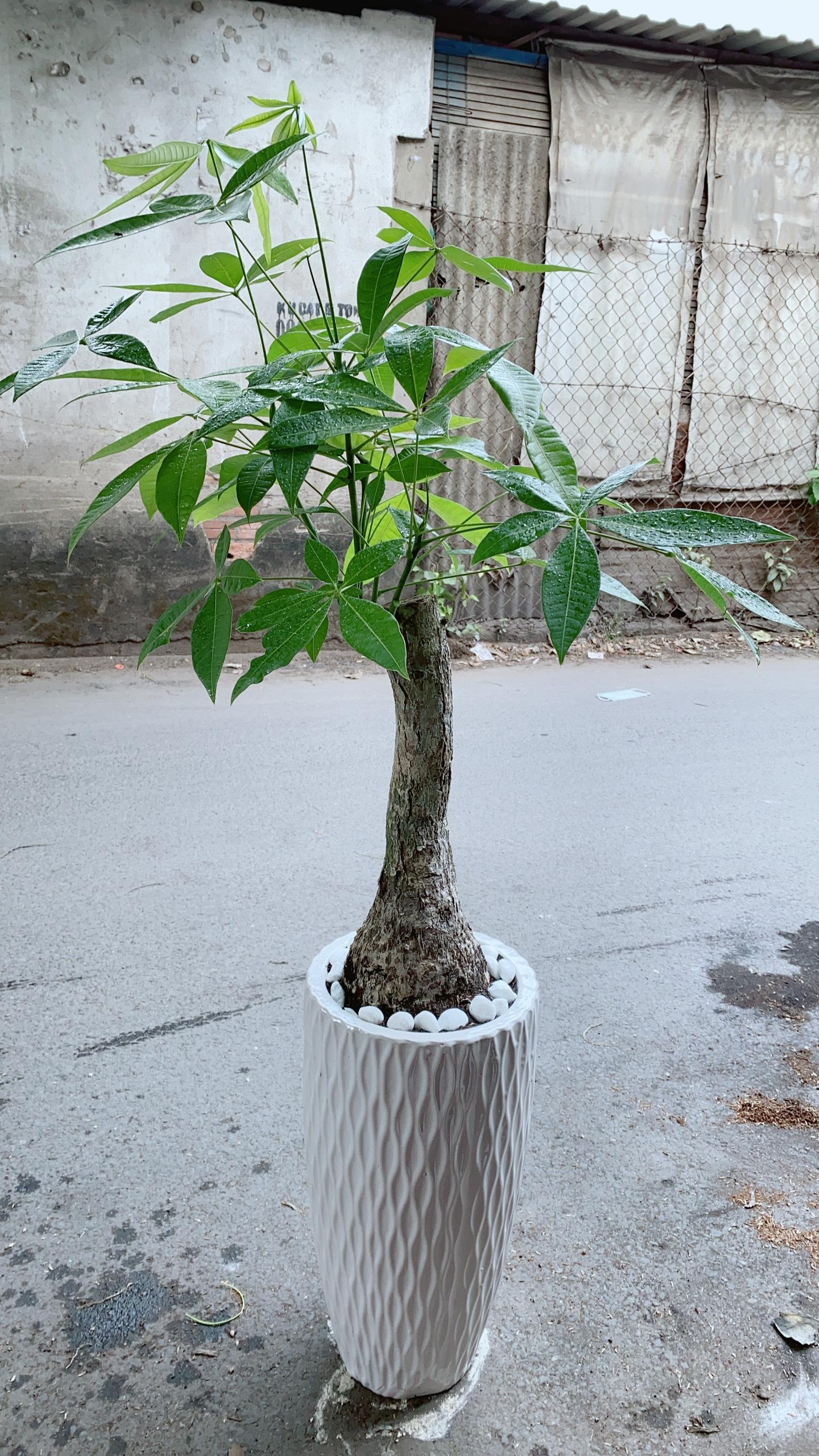 Chậu Kim Ngân Một Thân Lớn