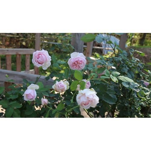 CÂY GIỐNG Hoa hồng điều CỔ– giống hoa hồng truyền thống quý hiếm của Việt Nam - CGBVK001