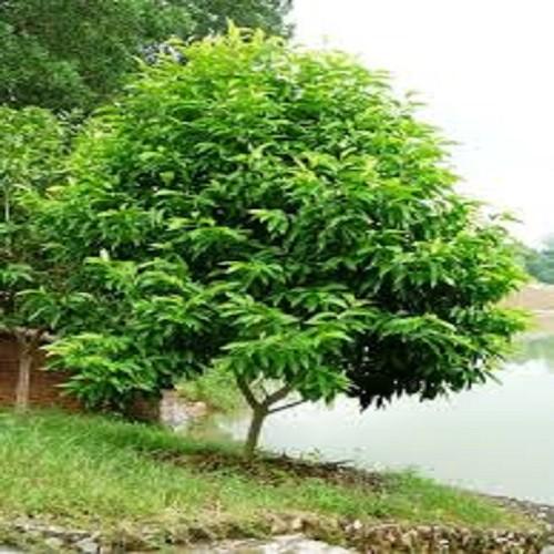 BẦU CÂY GIỐNG CÂY NGỌC LAN HOA VÀNG