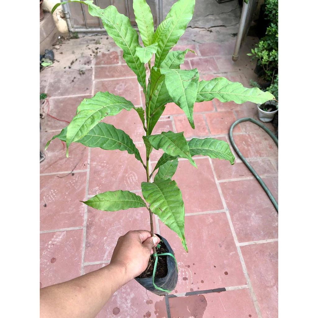Cây vú sữa hoàng kim - Vú sữa vàng .