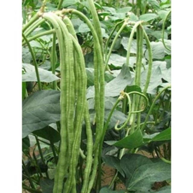 Hạt giống đậu đũa lùn thái lan