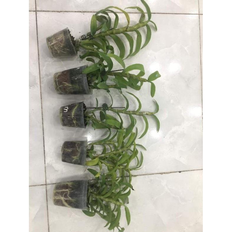Hoa phong lan - trầm 6 mắt