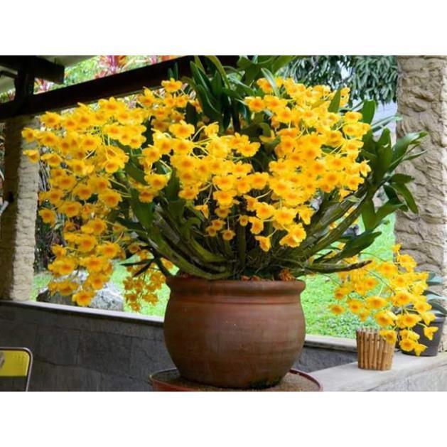 CHẬU LAN HOÀNG LẠP HÀNG THUẦN