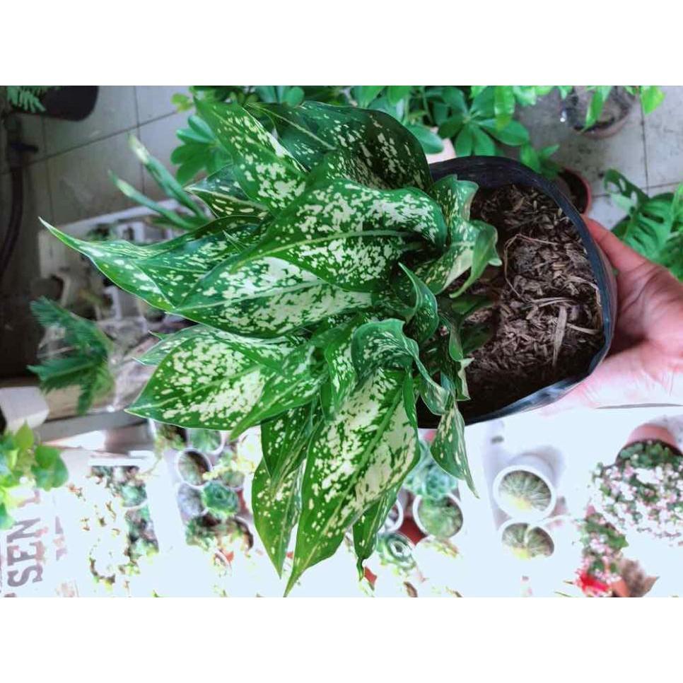 Cây ngọc ngân Bán Chạy