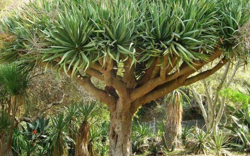 Cây Phát Tài Núi CHẬU TO KHỔNG LỒ.