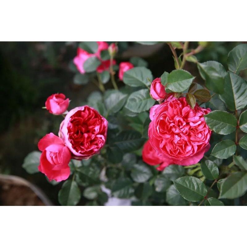 Hoa hồng Shining Rigina - cây hoa hồng đẹp nguyên bản