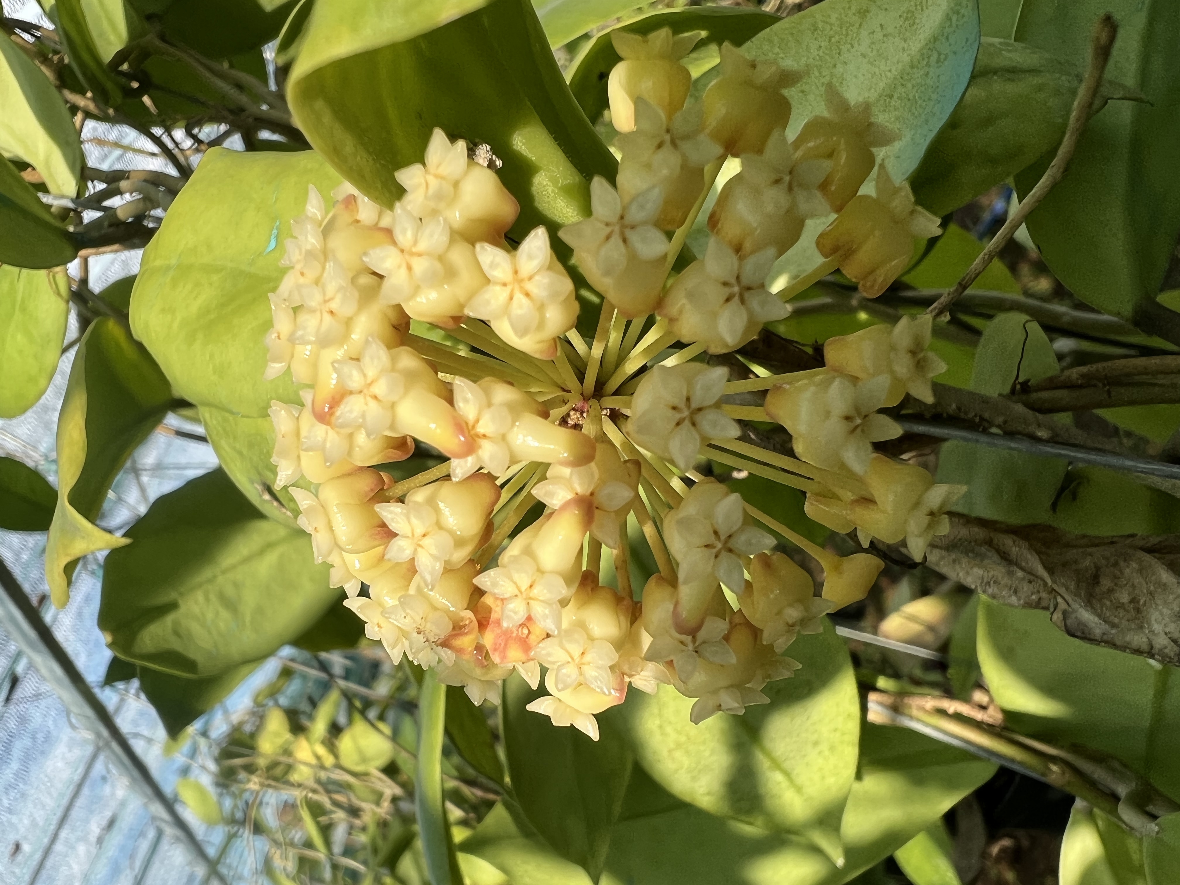 Chậu hoa Cẩm cù crassicaulis thân leo kích thước như hình, hoa rất thơm mùi gừng, ra hoa quanh năm