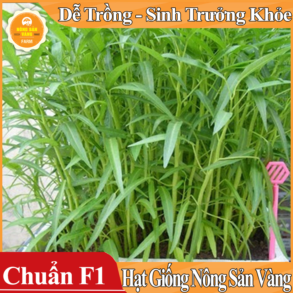 Hạt giống Rau Muốn Lá Tre - Nông Sản Vàng