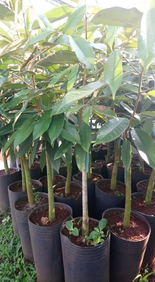 Cây giống musangking ghép