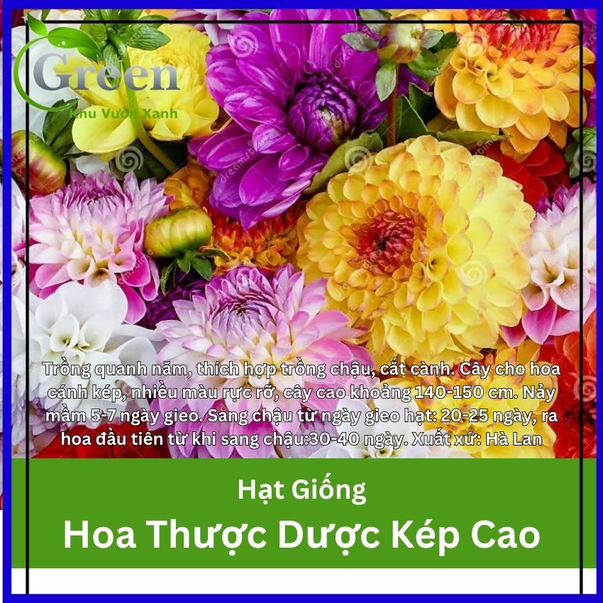 Hạt Giống Hoa Thược Dược Kép Cao Nhiều Màu Mix