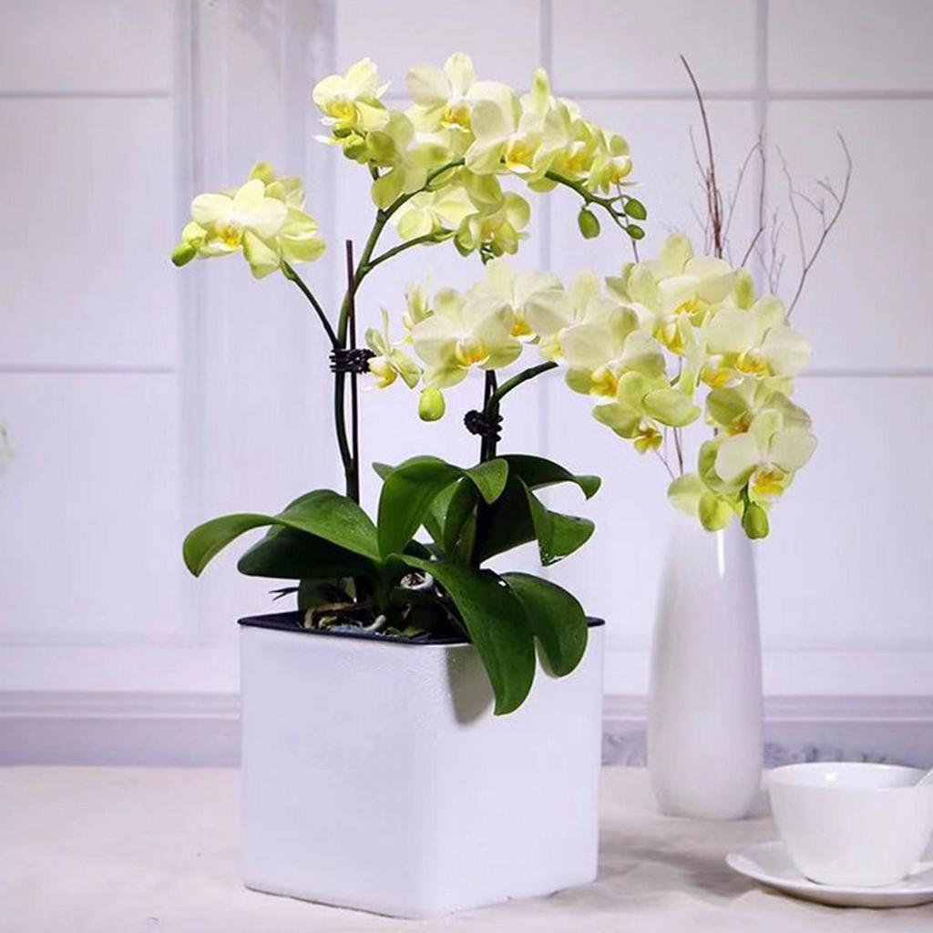 2Pcs Self Watering Pot Planter w/ Water Level Indicator White M