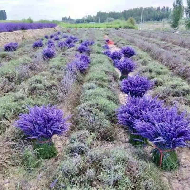 HÀNG NHẬP KHẨU — Túi Thơm Nụ Hoa Oải Hương Lavender
