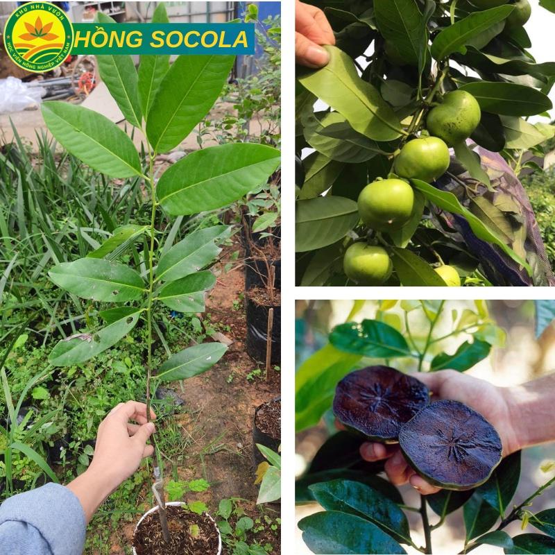 Cây Hồng Socola giống cây mới lạ mới du nhập vào Việt Nam siêu chất lượng, năng suất cao
