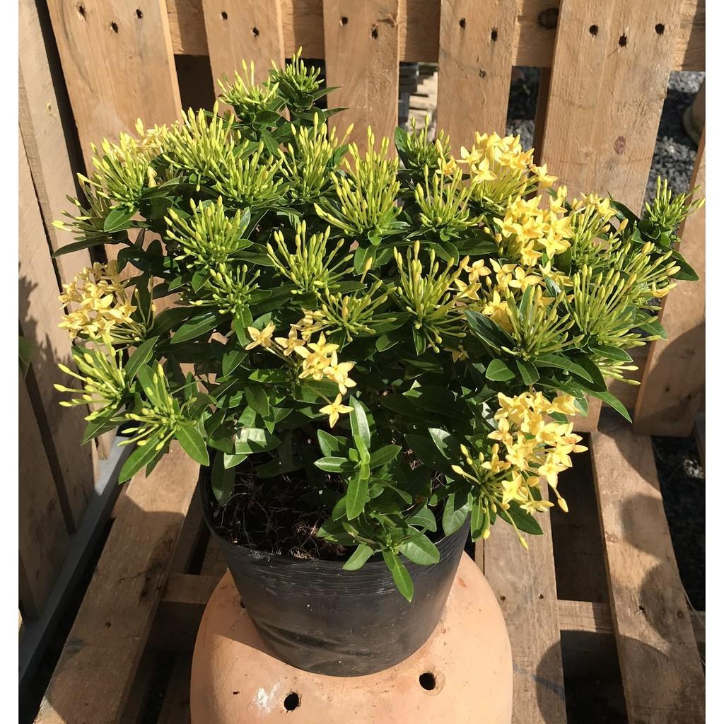 Chậu hoa Trang Thái màu vàng