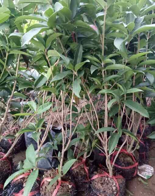Cây hoa mộc hương ta cao 50cm cây đẹp chuẩn giống