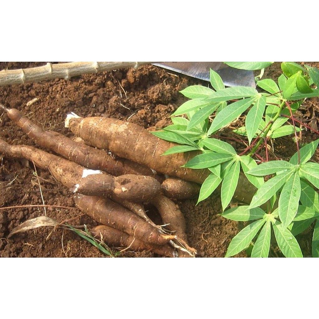 4 kg LÁ CÂY KHOAI MÌ TƯƠI, SẠCH AN TOÀN. .