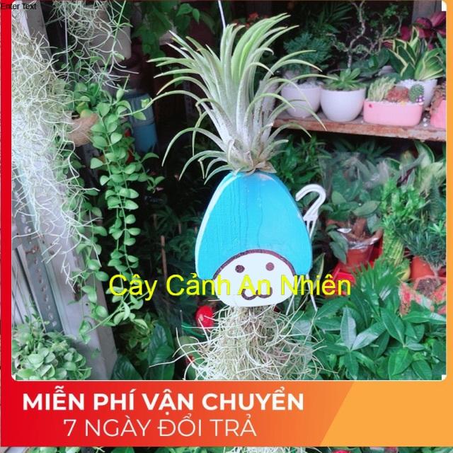 Cây Không Khí