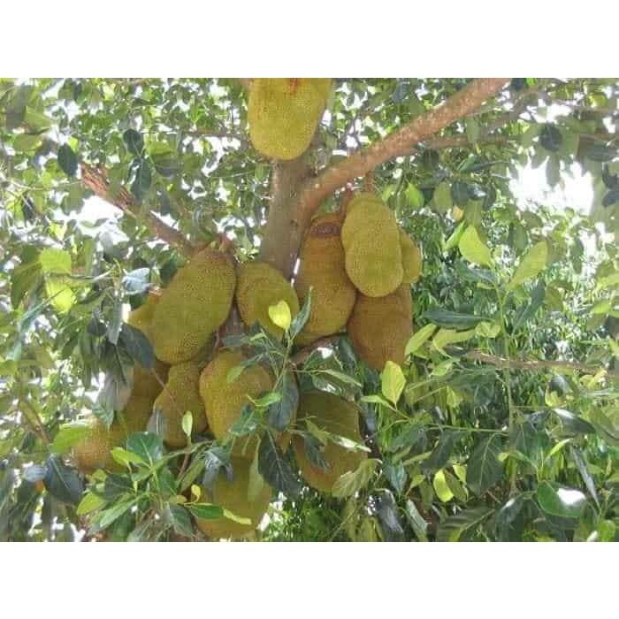 Cây giống mít ruột đỏ sơ đỏ