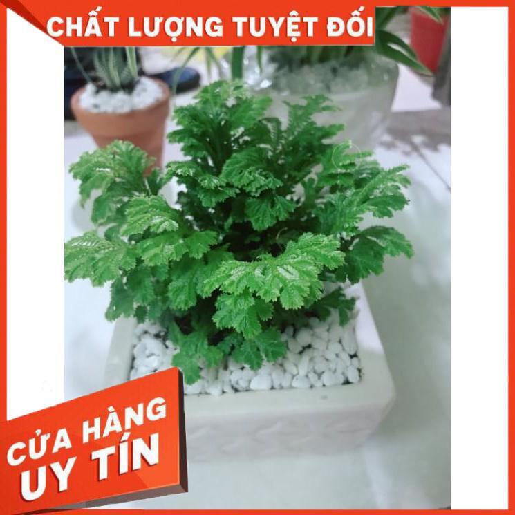 Chậu cây dương sỉ nhật mini Nhiều Người Mua