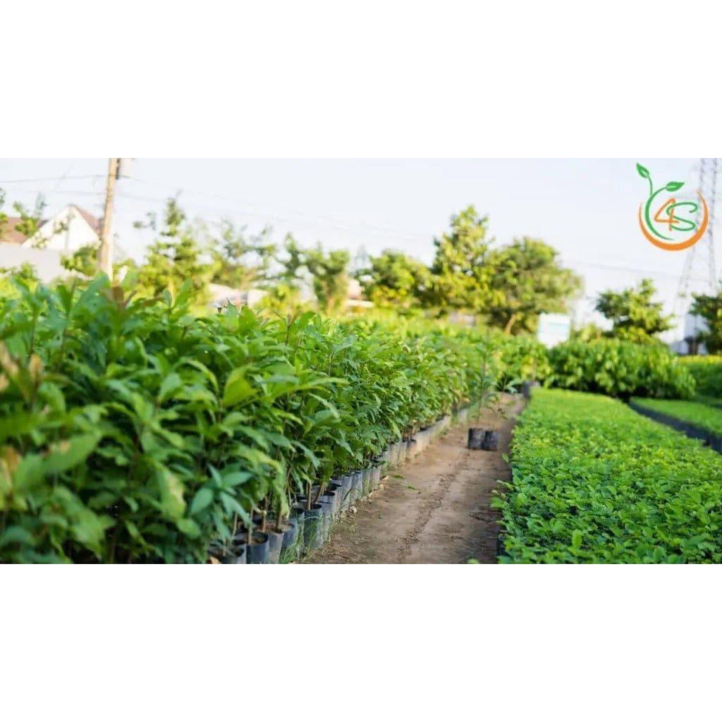 Cây giống Lộc Vừng