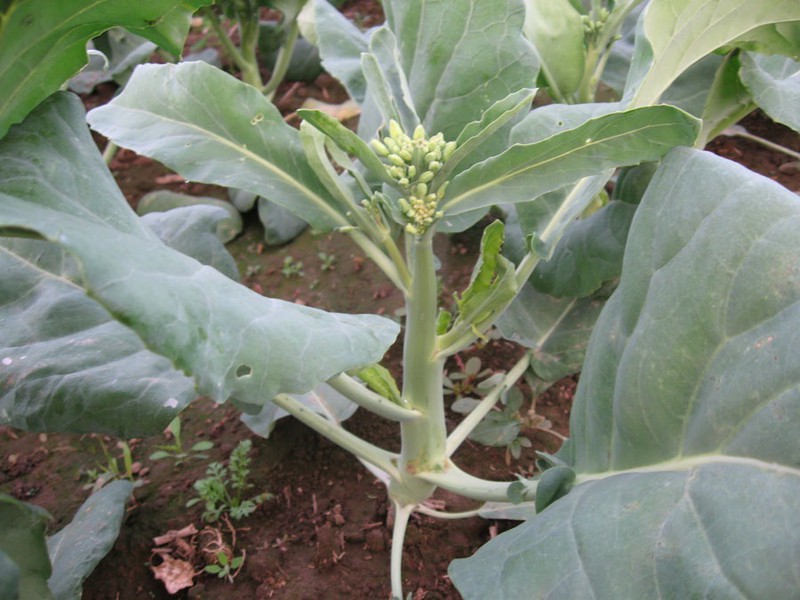 Hạt Giống Cải Rổ Sen Vàng Gói 10gram