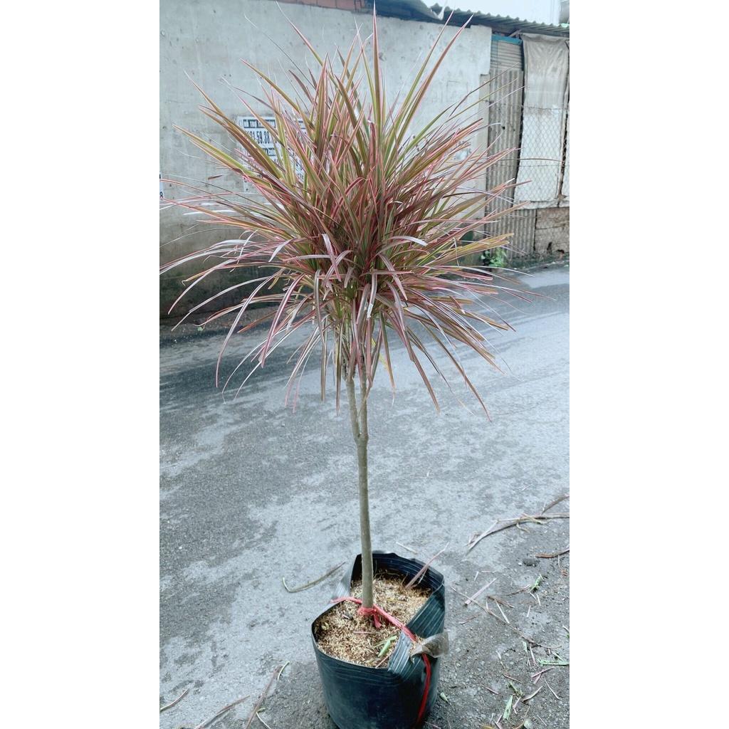 Cây Huyết Phất Dụ Kiếm