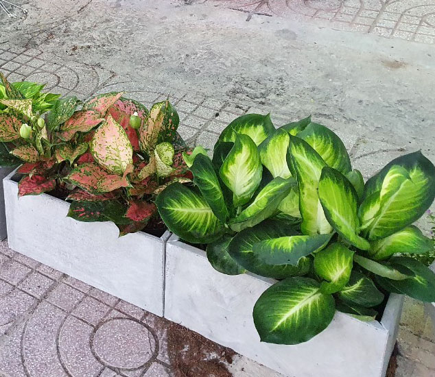 Chậu trồng cây ban công KT R20xC20xDài 40cm