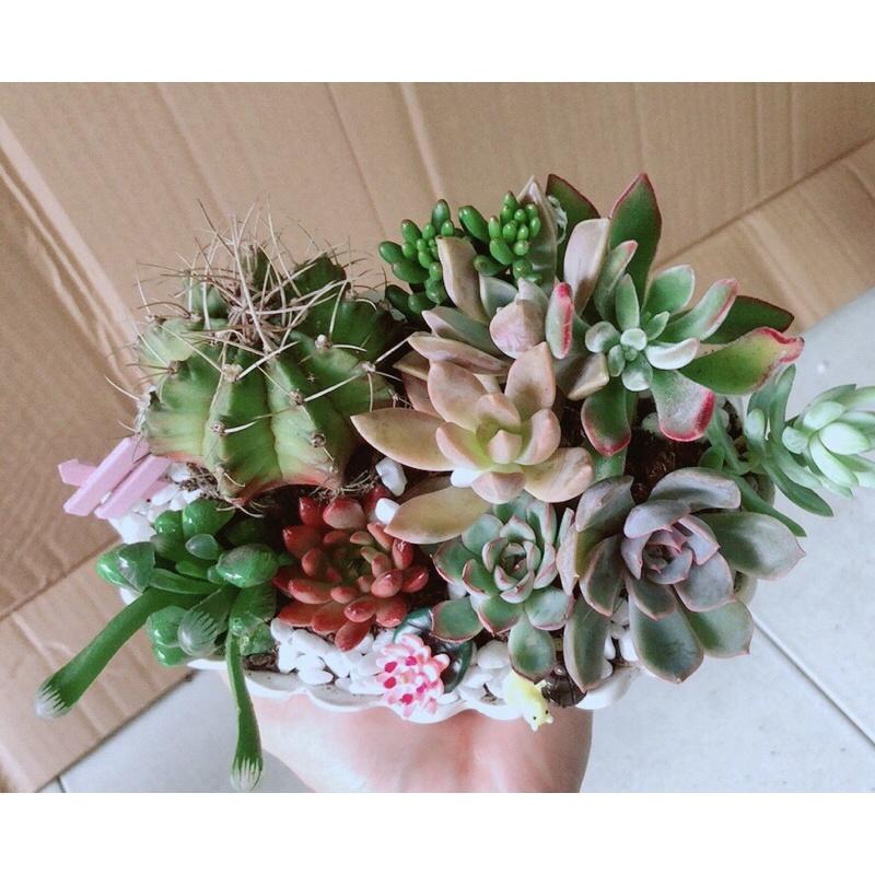 Chậu Sen Đá Xương Rồng Tiểu Cảnh