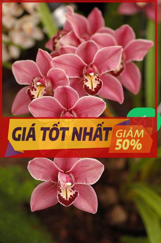 HOA LAN KIẾM ĐỎ THÁI LAN-gửi đi nguyên chậu, hàng cực đẹp, đánh thẳng từ thái về UY TÍN CHẤT LƯỢNG