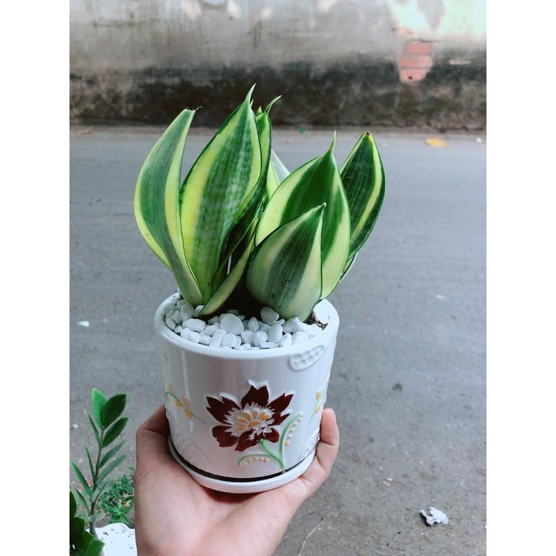 Chậu Lưỡi Hổ Thái Vàng