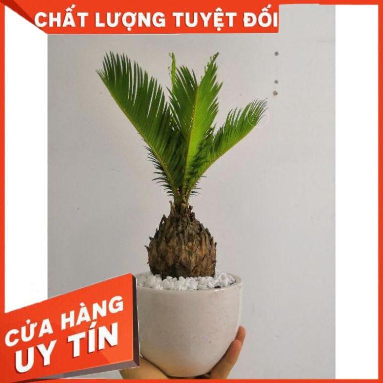 Chậu cây vạn tuế Nhiều Người Mua
