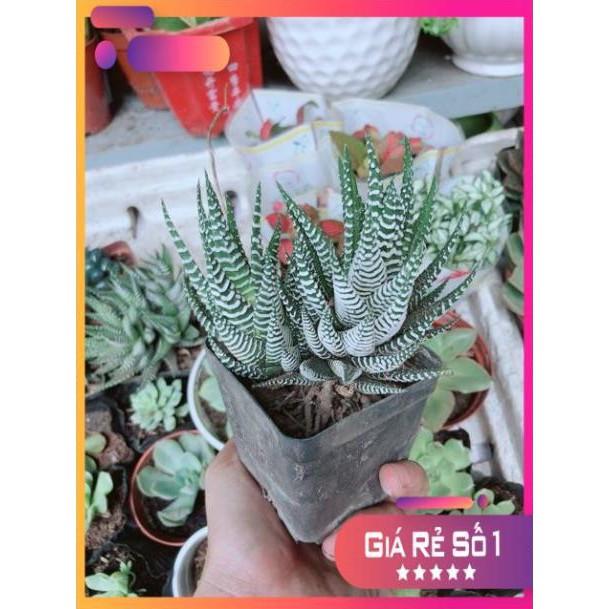 Chậu Móng Rồng
